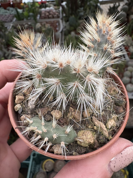 OPUNTIA HINTONII