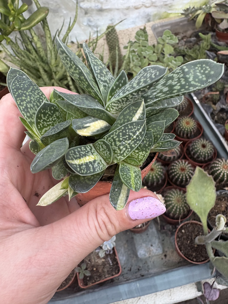 Gasteria bicolor 'Variegata Minima'