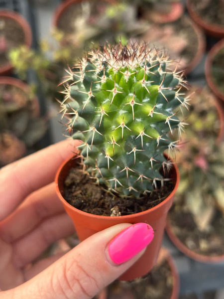 Mammillaria rhodantha 'Variegata'