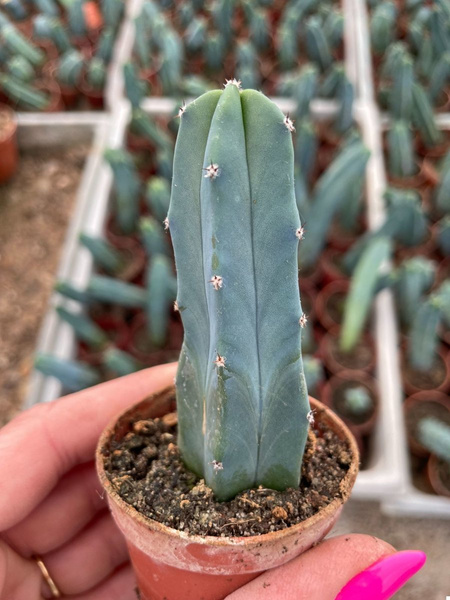 Myrtillocactus geometrizans - IDEALNA PODKŁADKA DO SZCZEPIENIA