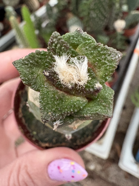 Ariocarpus fissuratus v.hintonii