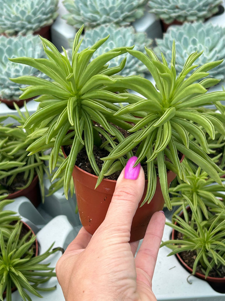 Peperomia ferreyrae 'Happy Bean'