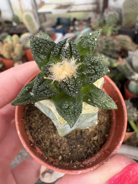 Ariocarpus fissuratus v.hintonii