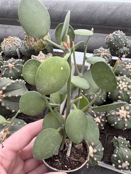 Xerosicyos danguyi Silver Dollar Plant