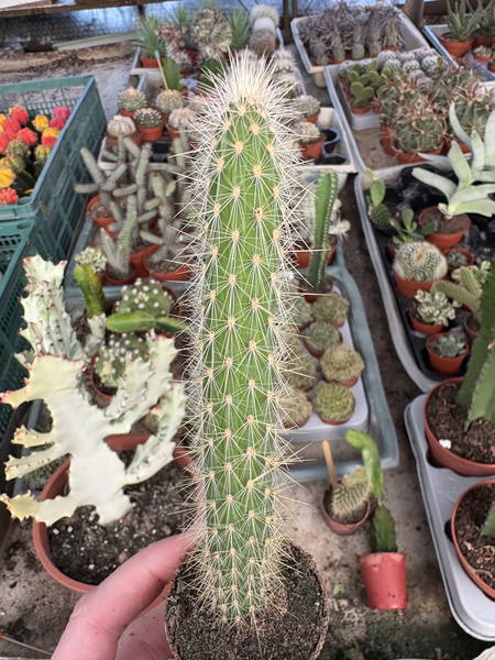Cleistocactus smaragdiflorus