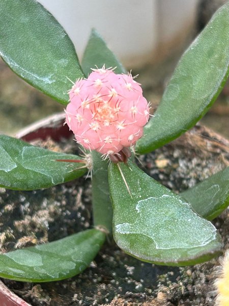 Gymnocalycium ragonesei 'Rosa'