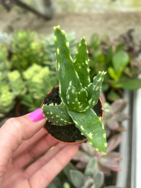 Aloe distans