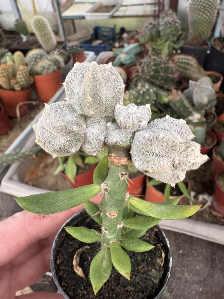Astrophytum coahuilense 'Prolifera Coral'