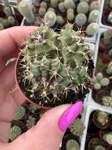 Gymnocalycium mihanovichii 'Prolifera'