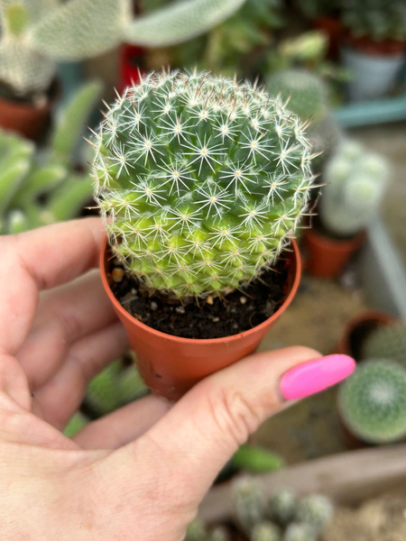 Mammillaria compressa ssp. centralifera 'Variegata'