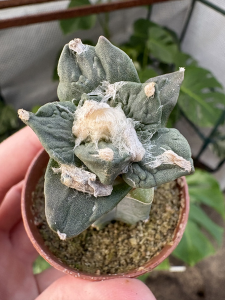 Ariocarpus furfuraceus v.rostratus