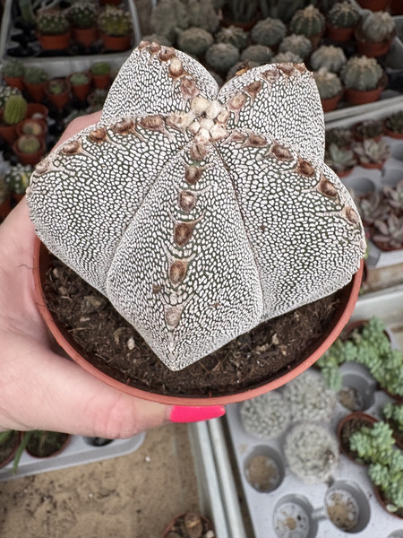 Astrophytum myriostigma 'Onzuko White Zebra'
