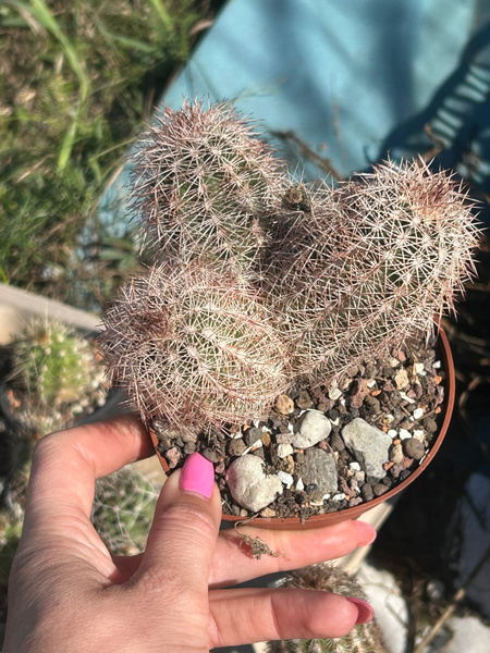 Echinocereus dasyacanthus FROST RESISTANT