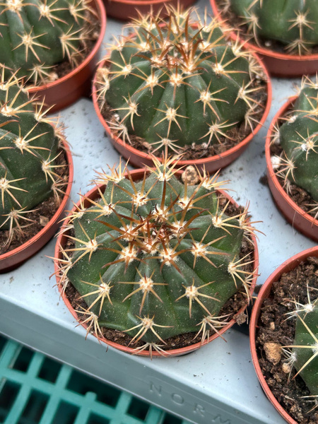 Melocactus bahiensis