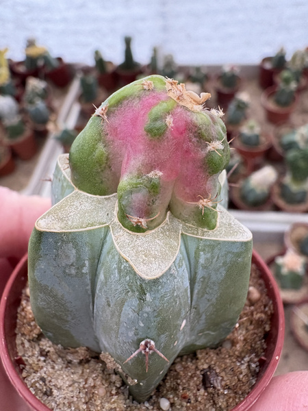 Hylocalycium CHIMERA - Hylocereus + Gymnocalycium