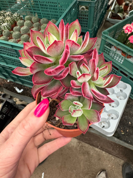 Echeveria pulvinata 'Devotion'