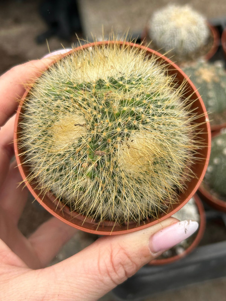 Parodia chrysacanthion 'Polygona'