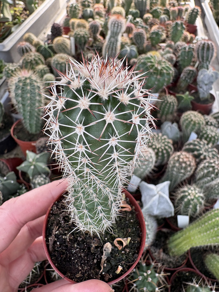 Echinocereus fendleri SB1463