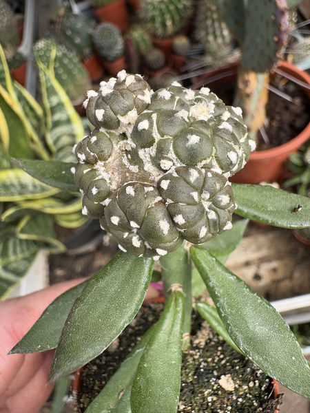 Astrophytum asterias 'Turtle Prolifera'