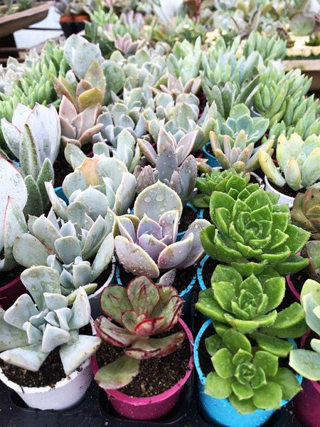 Set of 20 different succulents about 3cm in diameter
