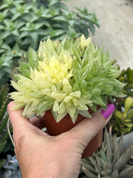 Haworthia cymbiformis 'Variegata'