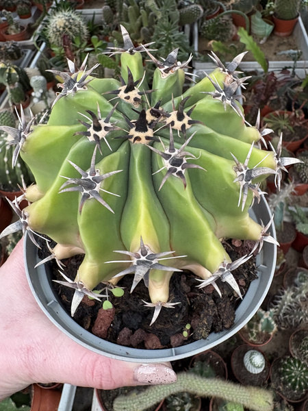 Ferocactus horridus v.brevispinus