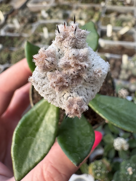 Astrophytum myriostigma 'Onzuko Monstruosa'