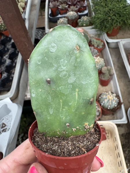 Opuntia goblin