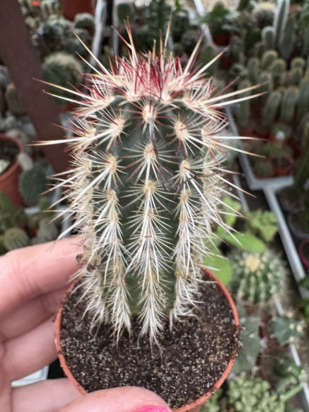 Echinocereus chloranthus MROZOODPORNY