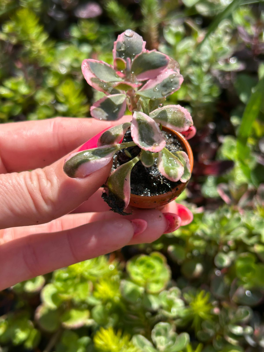 Sedum sunsparkler 'Dazzleberry' Succulents \ Sedum Frostresistant