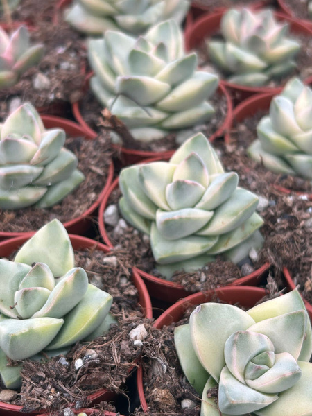 Crassula moonglow 'Variegata'