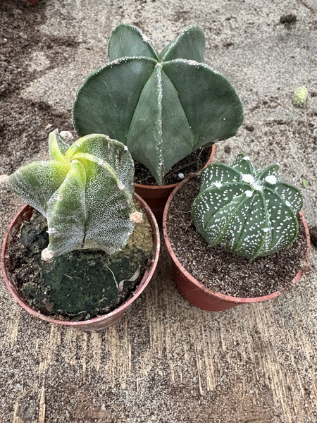 Astrophytum MIX 3 different