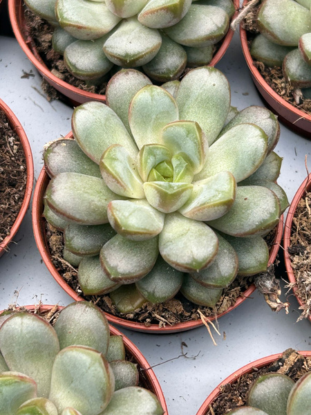 Graptoveria amethorum