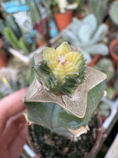 Aztekium valdezii 'Variegata'