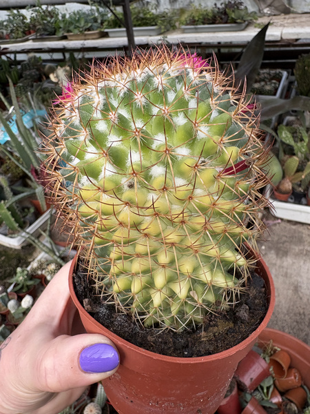 Mammillaria rhodantha 'Variegata'