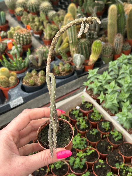 Pterocactus tuberosus KAUDEKS