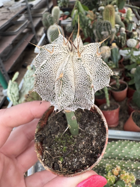 Astrophytum myriostigma 'Hubiki'