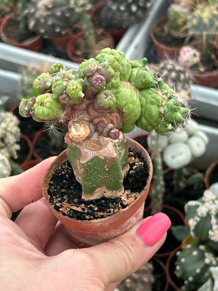Mammillaria spinosissima 'Coral'