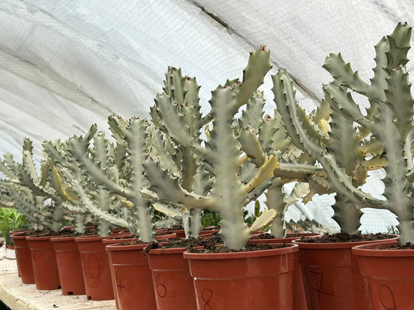 Euphorbia lactea 'White Ghost'