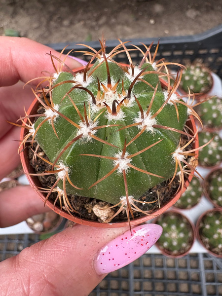 Melocactus matanzanus