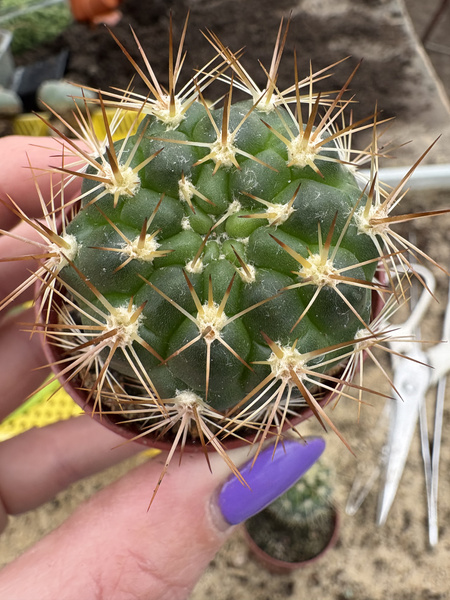 Weingartia longigibba