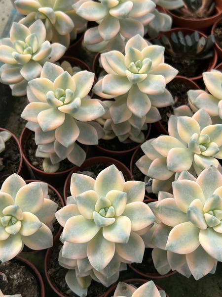 Graptoveria titubans 'Variegata'