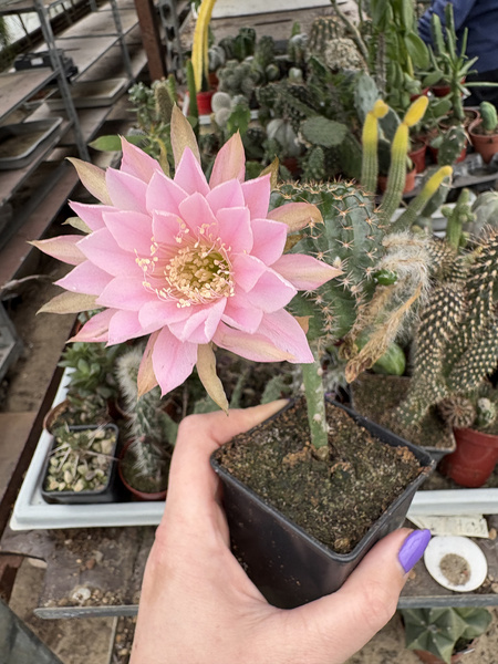 Echinopsis hybrid