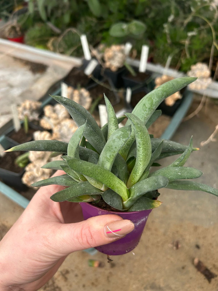 Gasteria glomerata