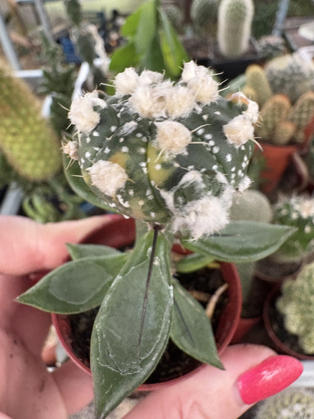 Astrophytum asterias 'Variegata'