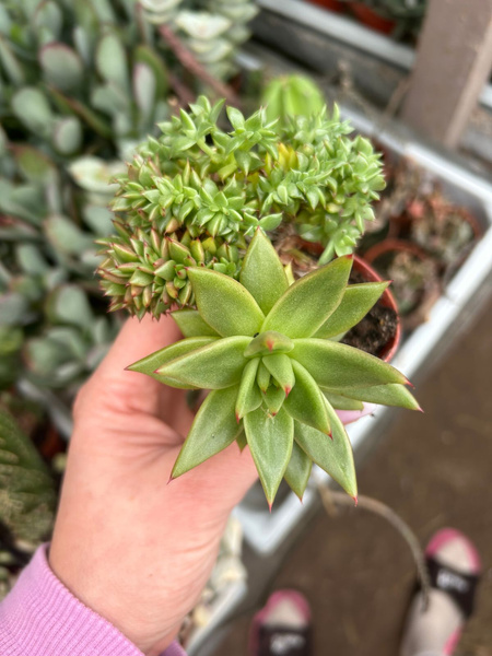 Echeveria agavoides 'Cristata'