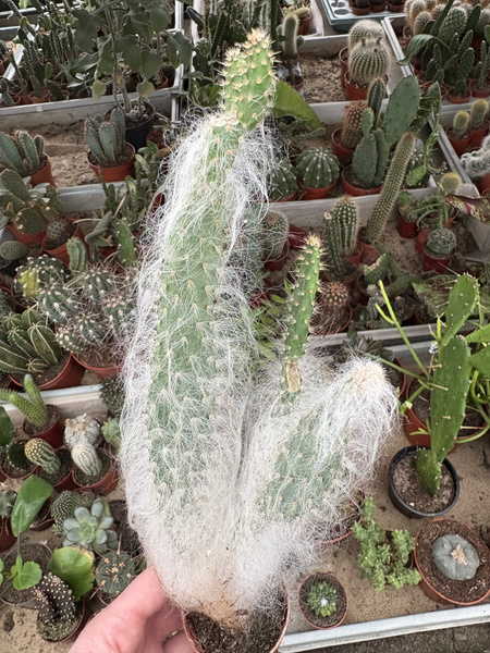 Opuntia erinacea 'Snow Blue Jacket'