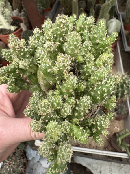 Austrocylindropuntia subulata 'Monstruosa Variegata'