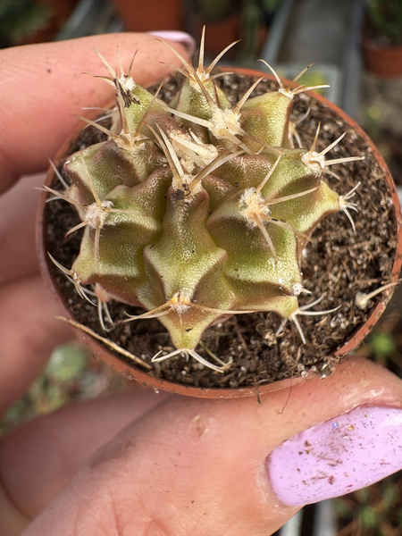 Gymnocalycium mihanovichii 'Variegata'