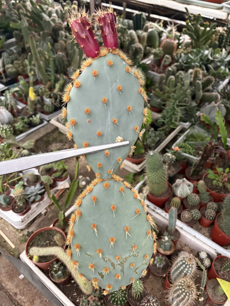 Opuntia engelmannii var. aciculata